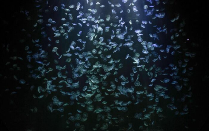 New Singapore Oceanarium offers a world of marine mysteries – Glamping Passion